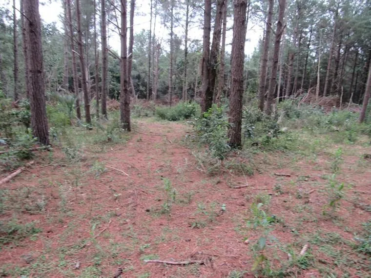 Imagem Área 53851,44 m² no Beco da Paixão Bairro Lomba do Pinheiro
