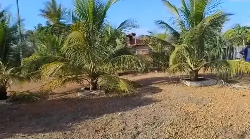 Imagem Terreno à Venda, 1000 m² em Esperantina - Esperantina