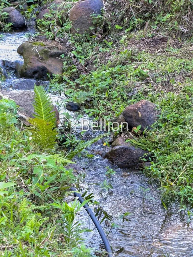 Imagem Sítio com Ribeirão e 6.000m² em Benedito Novo - Ideal para Chalés ou Moradia!