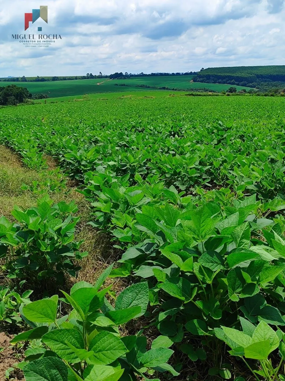 Imagem Sítio região de Itapetininga /SP