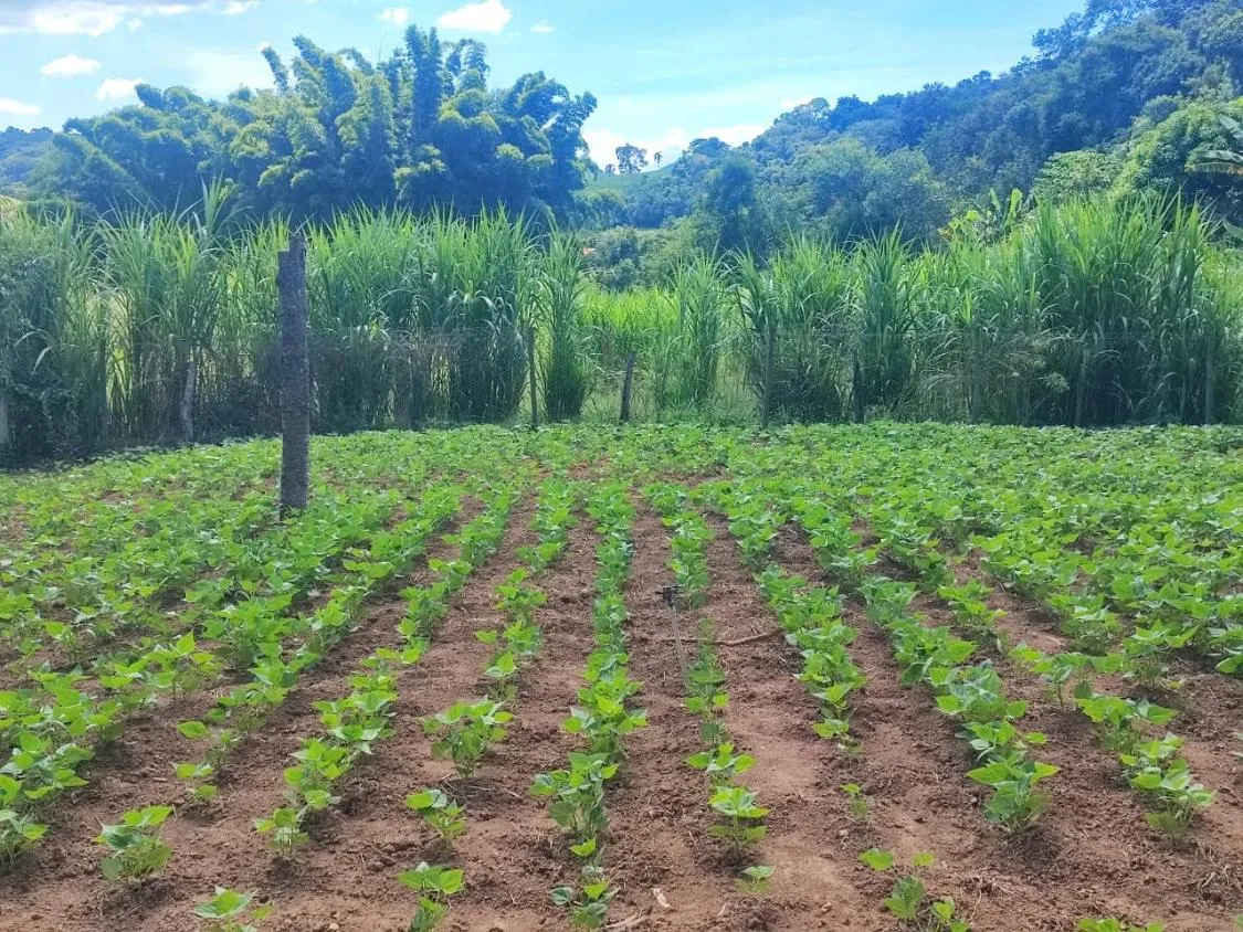 Imagem Fazendinha a venda em Belo Vale/MG 18 Hectares com Estrutura Completa e Abundância de Água