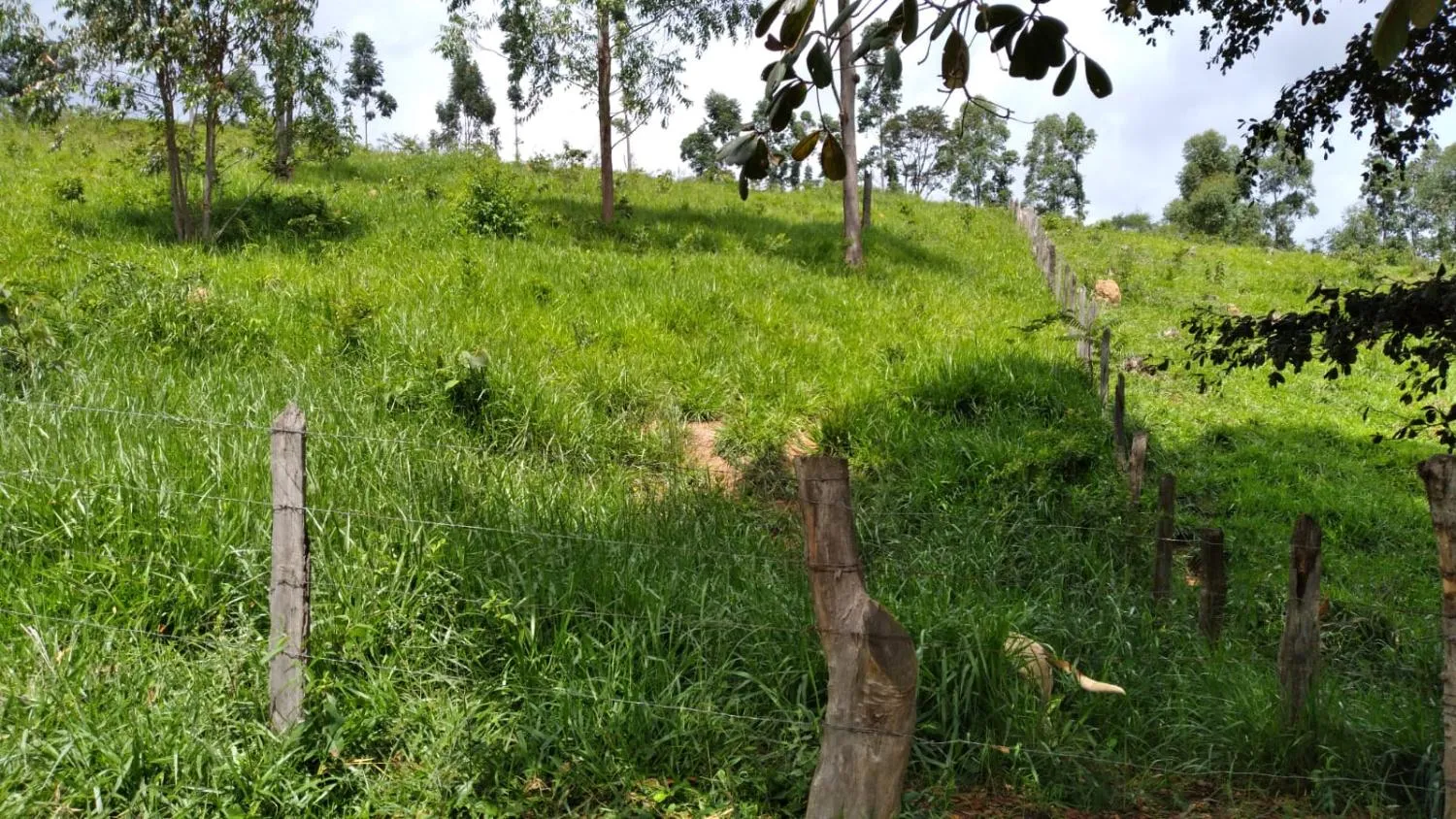 Imagem Vendo um ótimo sítio em Itaguara/Mg com 78.000 m² de terra,