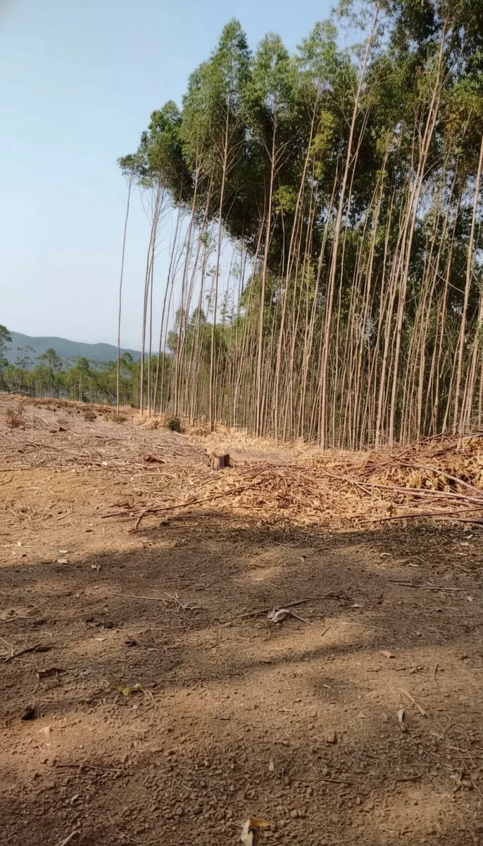 Imagem Sítio 24 m² à venda em Pocinhos do Rio Verde, Caldas