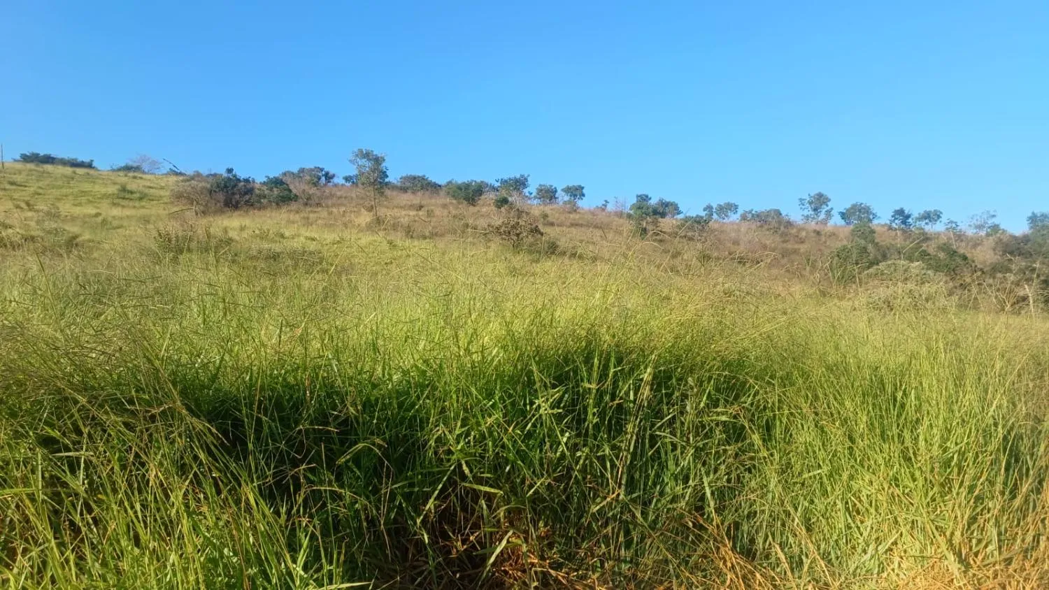 Imagem FAZENDA À VENDA - OLIVEIRA (MG) 107 hectares de terra