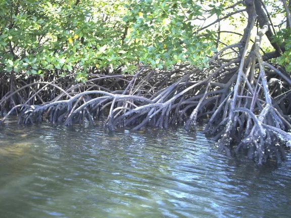 Imagem Ilha São Jerônimo