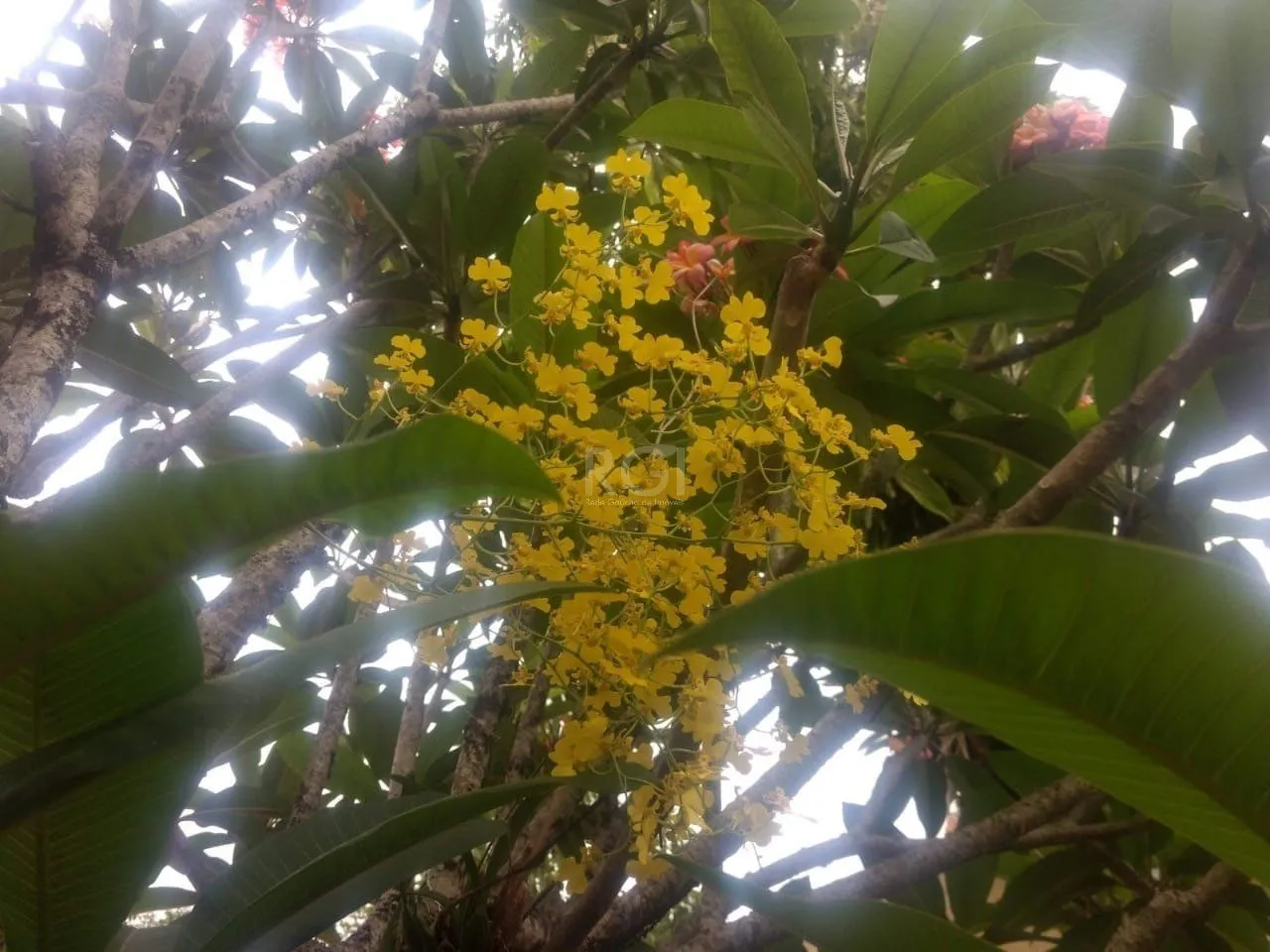 Imagem Terreno a venda no bairro Gloria - Av. Oscar Pereira