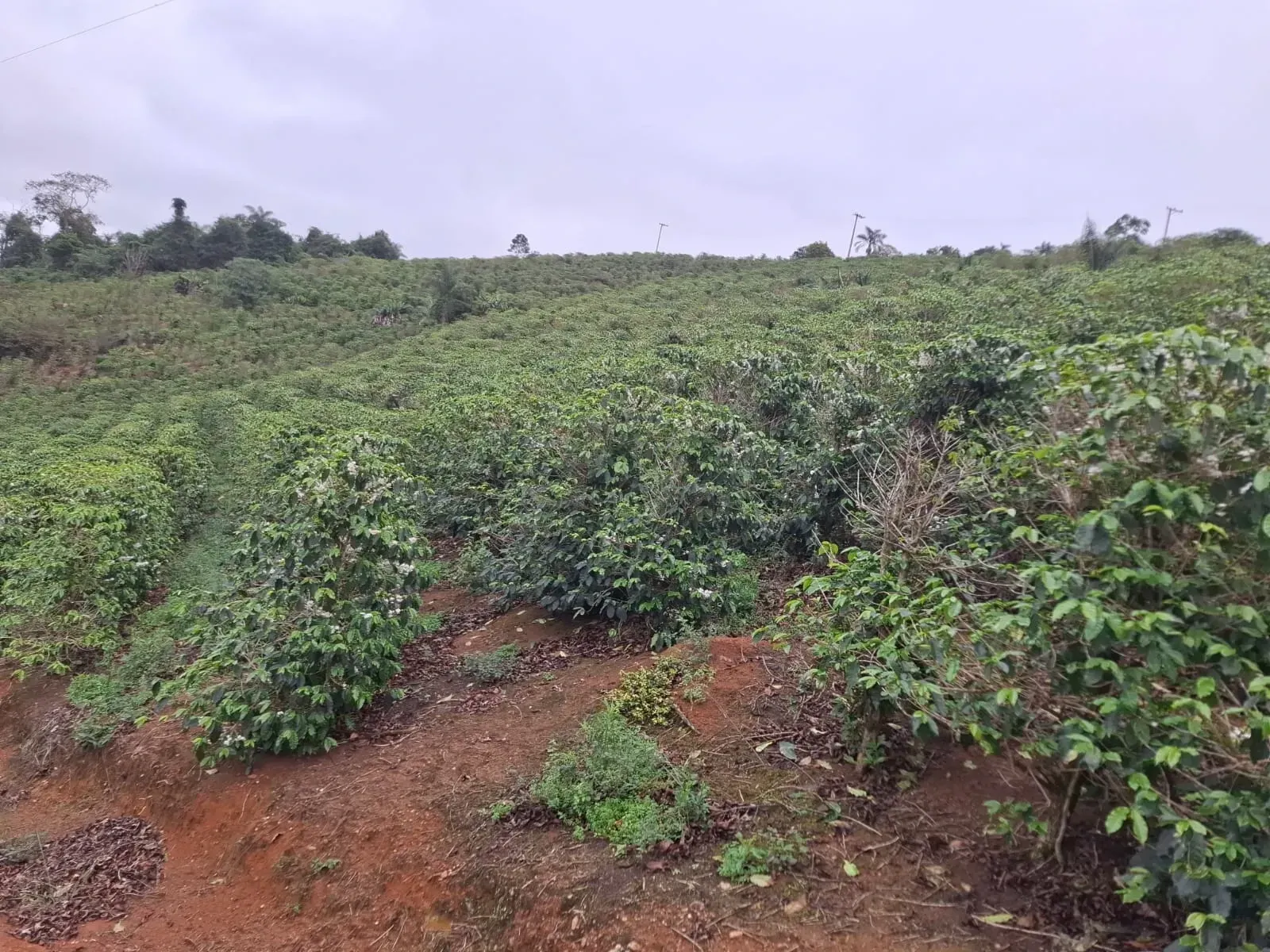 Imagem Sítio à Venda, 2 alqueireSP em Zona Rural - Divinolândia