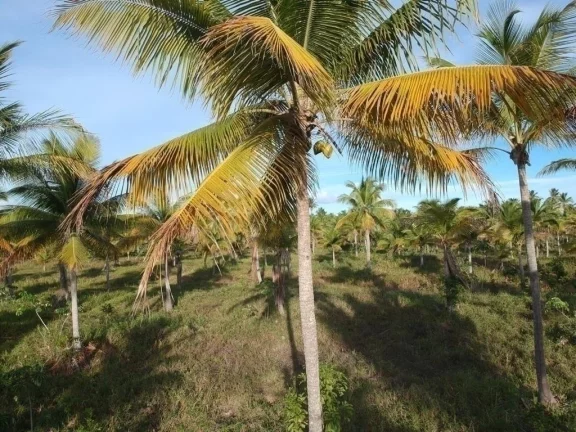 Imagem Paraíso Aibim