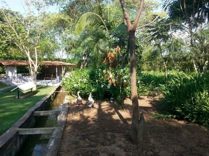 Imagem Chácara à venda 3 Quartos, 1 Suite, 4 Vagas, 5700M², Bom Sucesso, Pindamonhangaba - SP