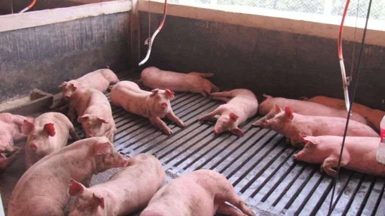 Imagem Área Agrícola para Venda em Peritiba, Lageado Mirim