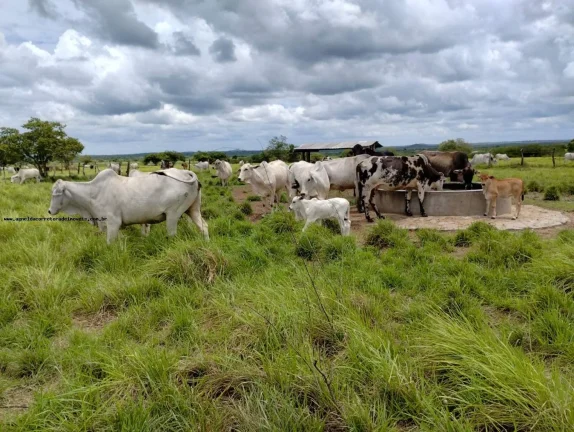 Imagem Fazenda para Venda em Santa Maria, SANTA MARIA