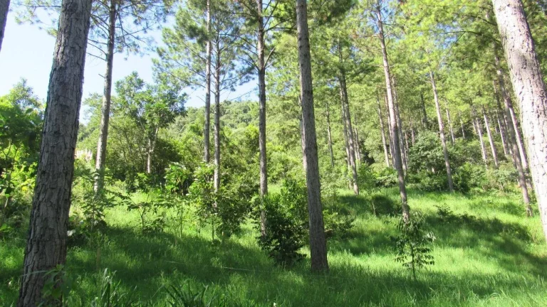 Imagem Área Agrícola para Venda em Jaborá, Rural