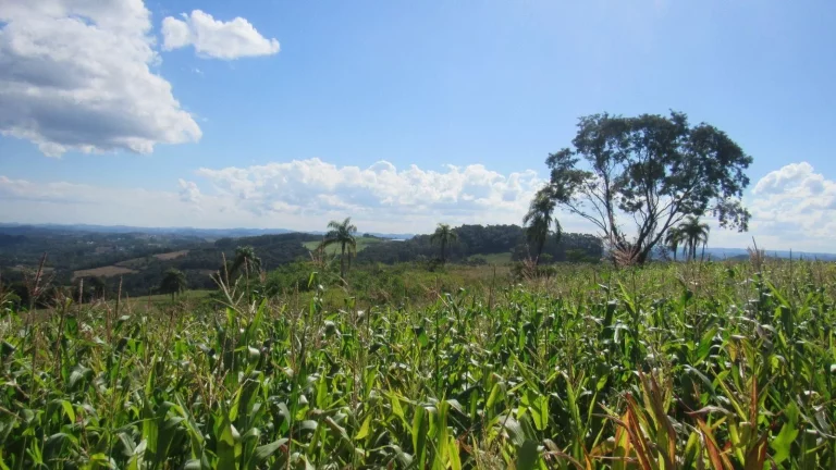 Imagem Terreno para Venda em Concórdia, Arvoredo