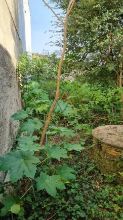 Imagem Terreno à venda Iguaçu Fazenda Rio Grande PR