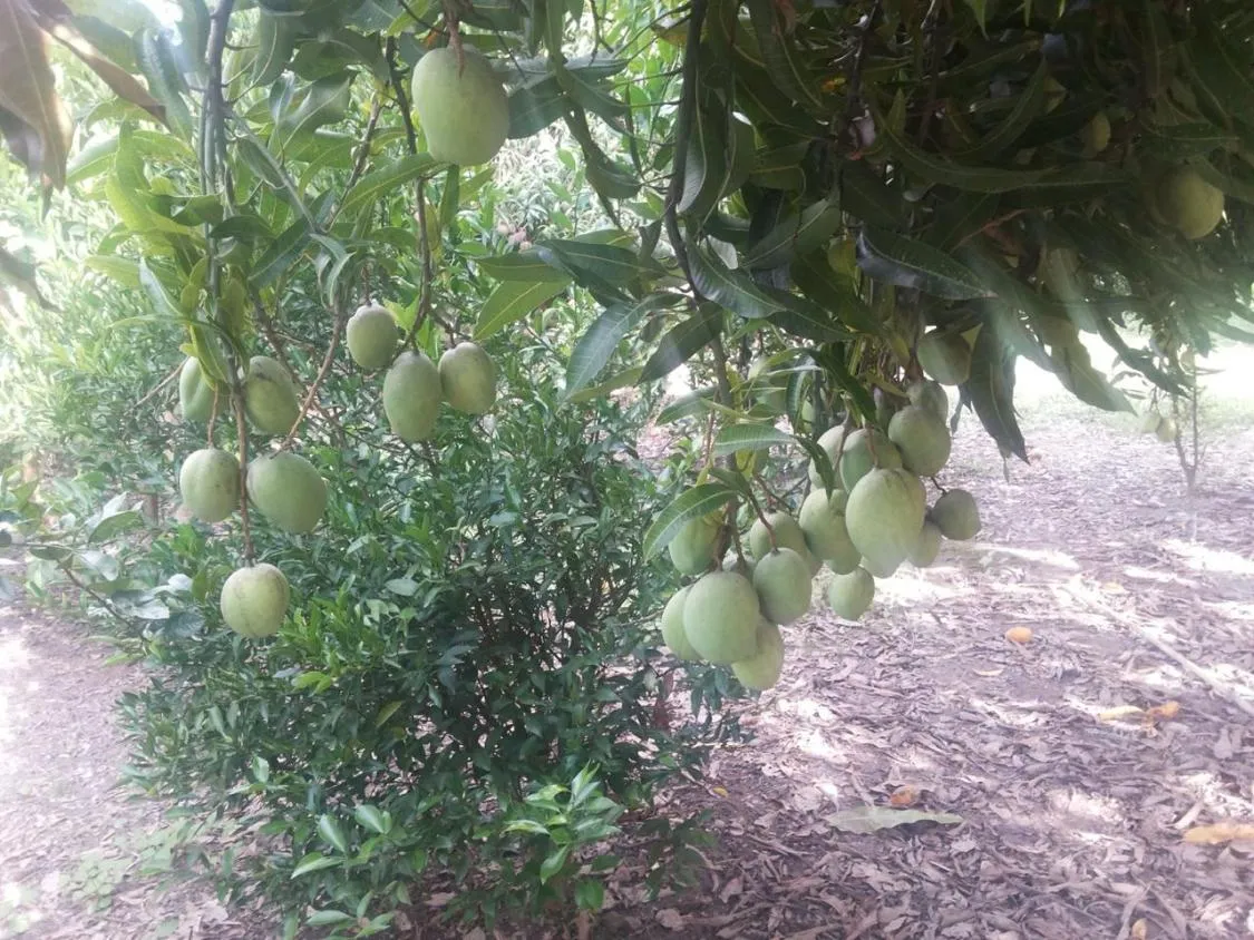 Imagem Vendo um ótimo sítio na região de Bom Despacho , com 18.600 m² de terra