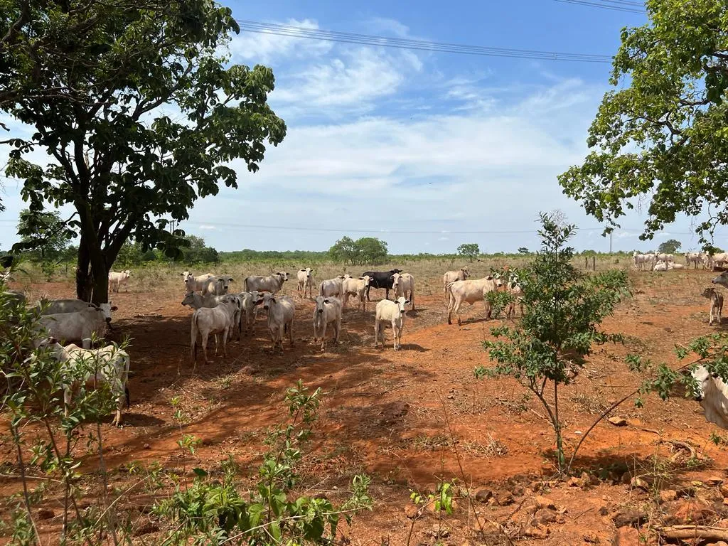 Imagem FAZENDA À VENDA - REGIÃO DE UNAÍ (MG) 1.400 hectares de terra