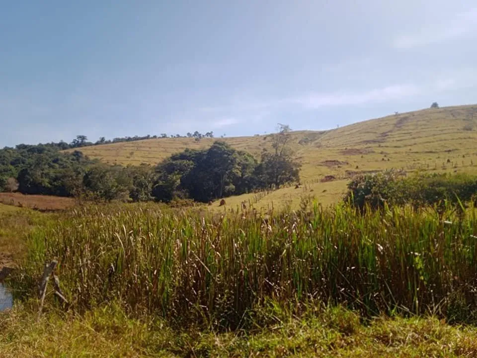 Imagem Venda de Fazenda em Crucilândia 48 hectares de terra