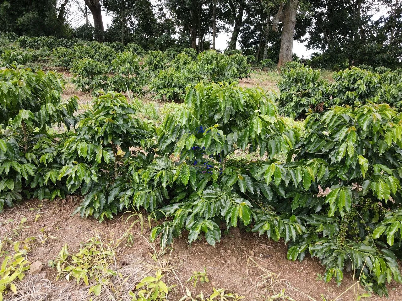 Imagem Fazenda 48 m² à venda em Roseira, Bandeira do Sul