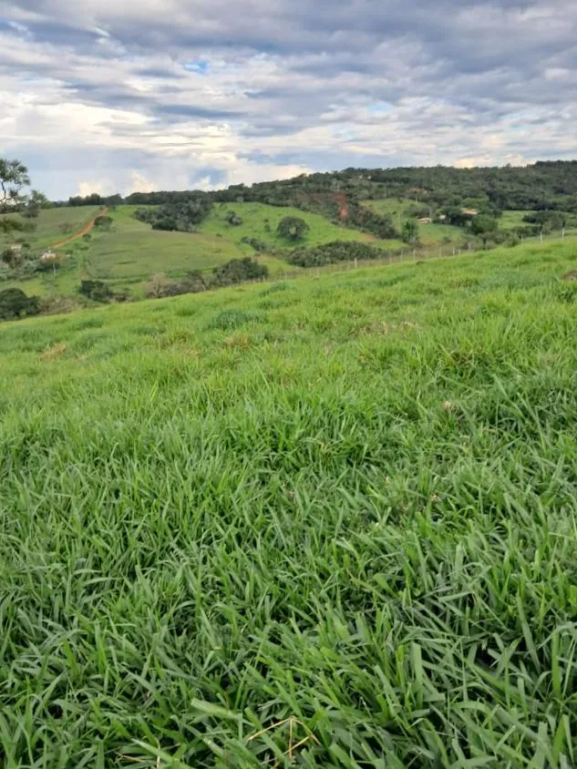 Imagem VENDE-SE FAZENDA EM PASSA TEMPO / MG área total de 100 hectares