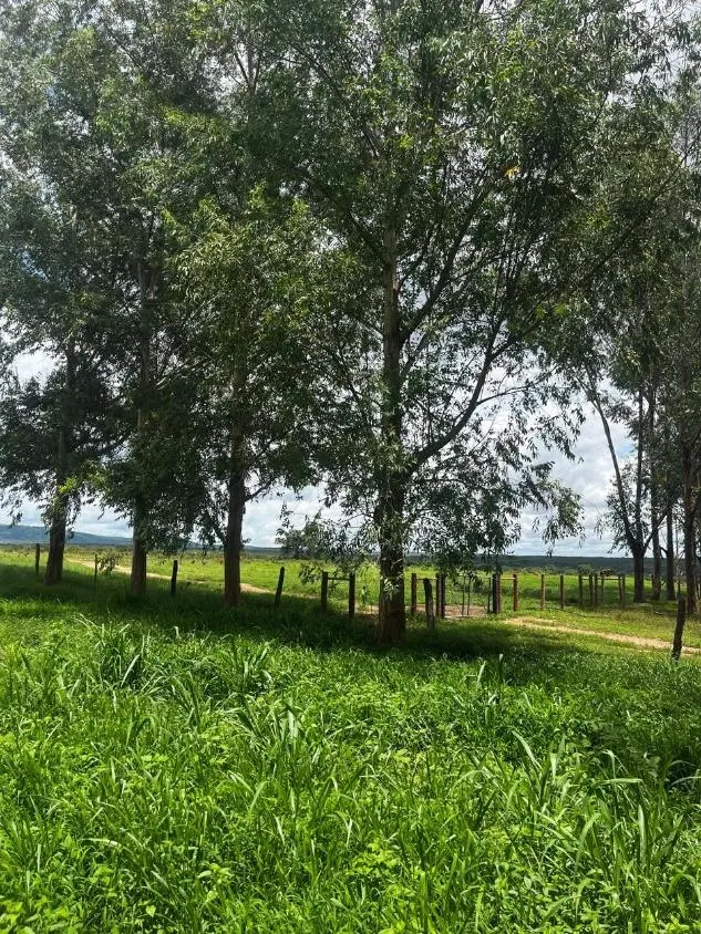 Imagem FAZENDA À VENDA ? PORTEIRA FECHADA / BUENÓPOLIS/MG área total de 223 hectares