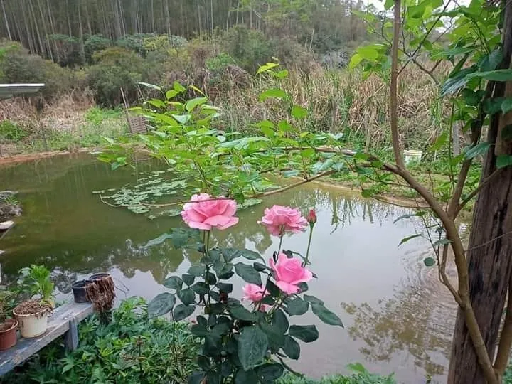 Imagem Casa à venda 2 Quartos, 1 Suite, 3 Vagas, 500M², Pinhal Novo, Lorena - SP