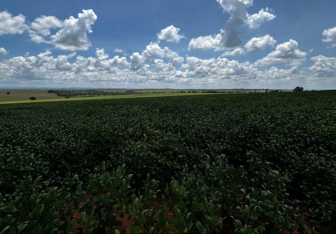 Imagem Vendo uma ótima fazenda em Dores do Indaiá/MG 205 hectares de terra