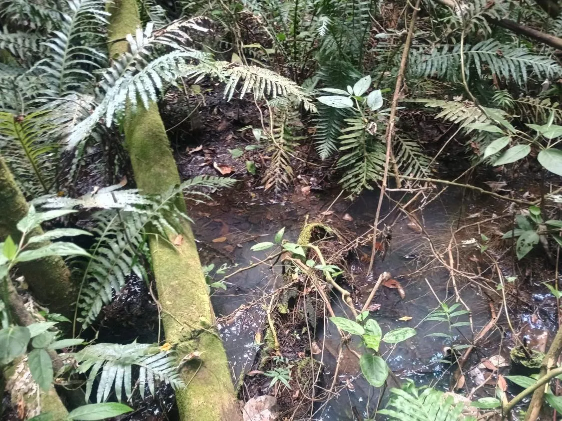 Imagem Excelente terreno rural com área de 10 hectares a venda em PASSA TEMPO/MG