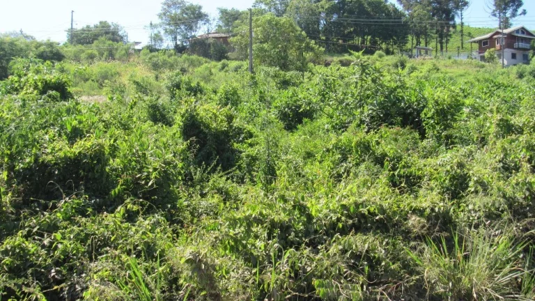 Imagem Terreno para Venda em Concórdia, Colibri
