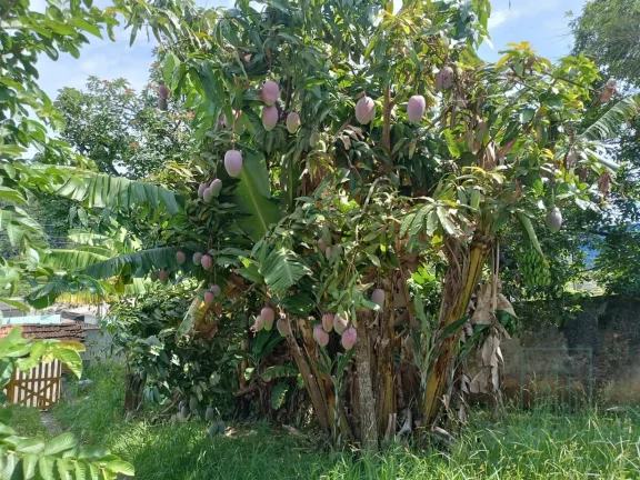 Imagem Casa à Venda em Terra Preta - 445m² de Terreno