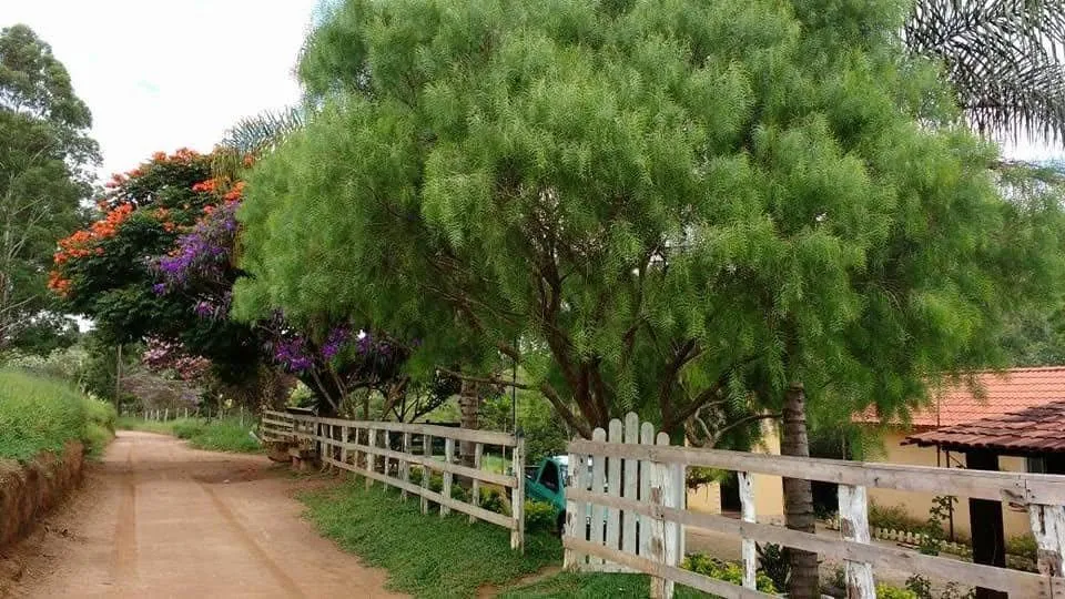 Imagem Vendo excelente sítio em Desterro de Entre Rios/MG, com 30.000 m² de área
