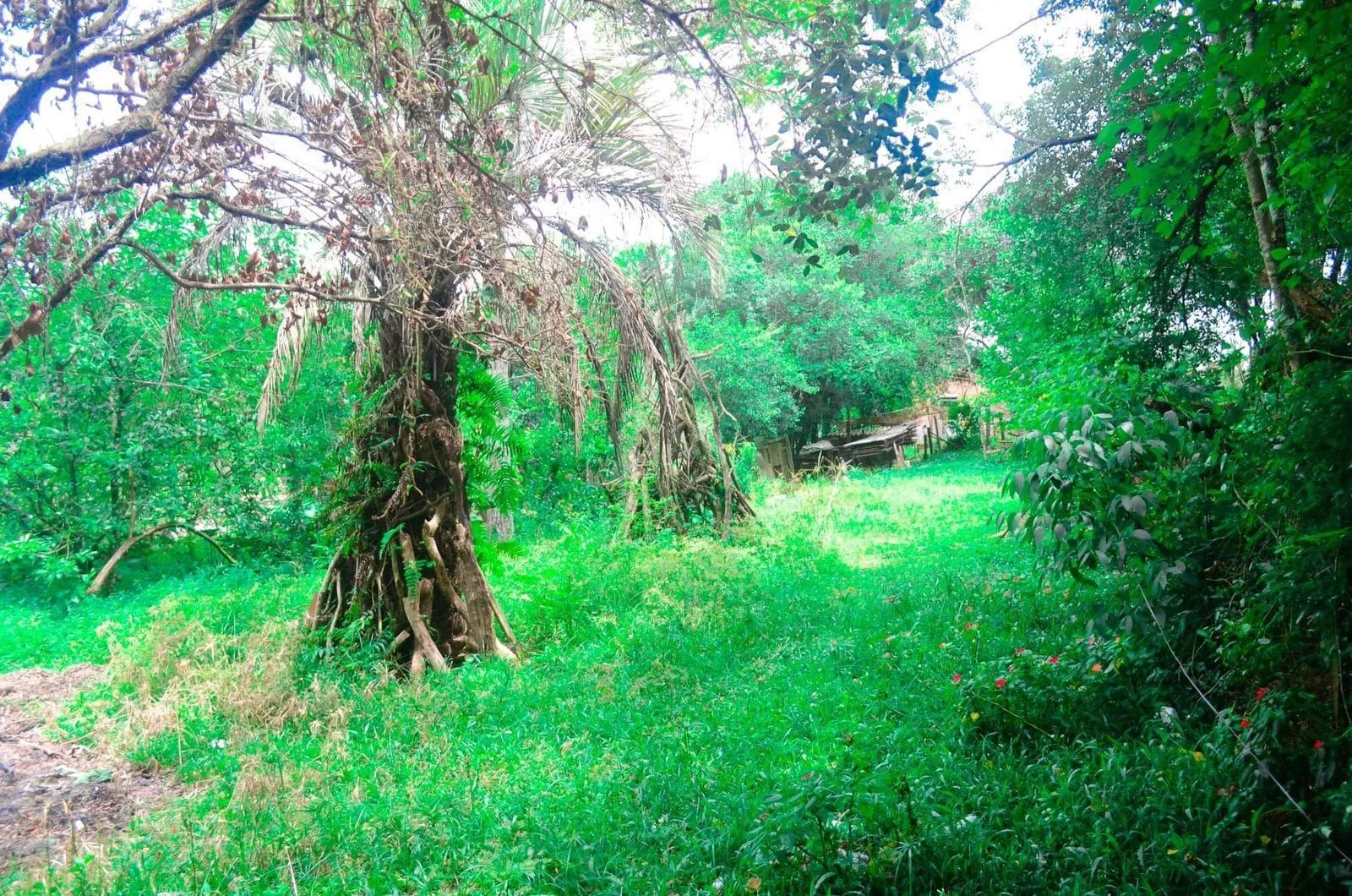 Imagem Sítio no bairro Bélem Velho com duas casas e loja comercial