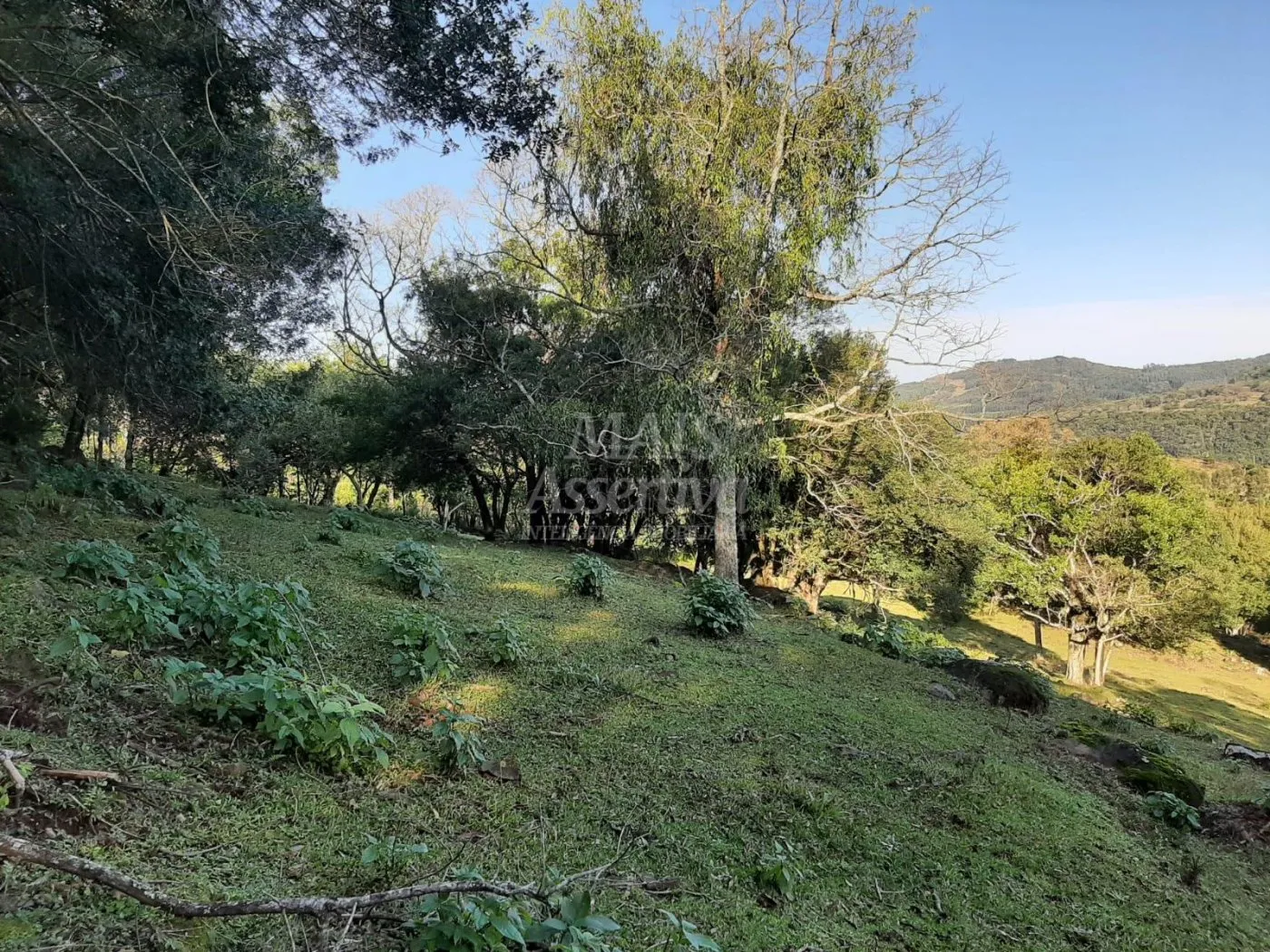 Imagem Área de 10 hectares para venda em São Francisco de Paula