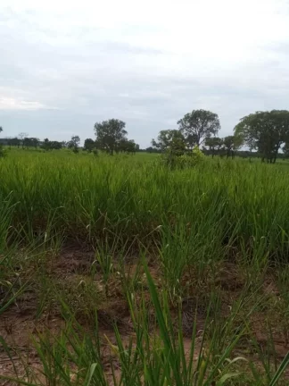 Imagem Fazenda a VENDA, Região Ribas do Rio Pardo/MS - 82 alqueires