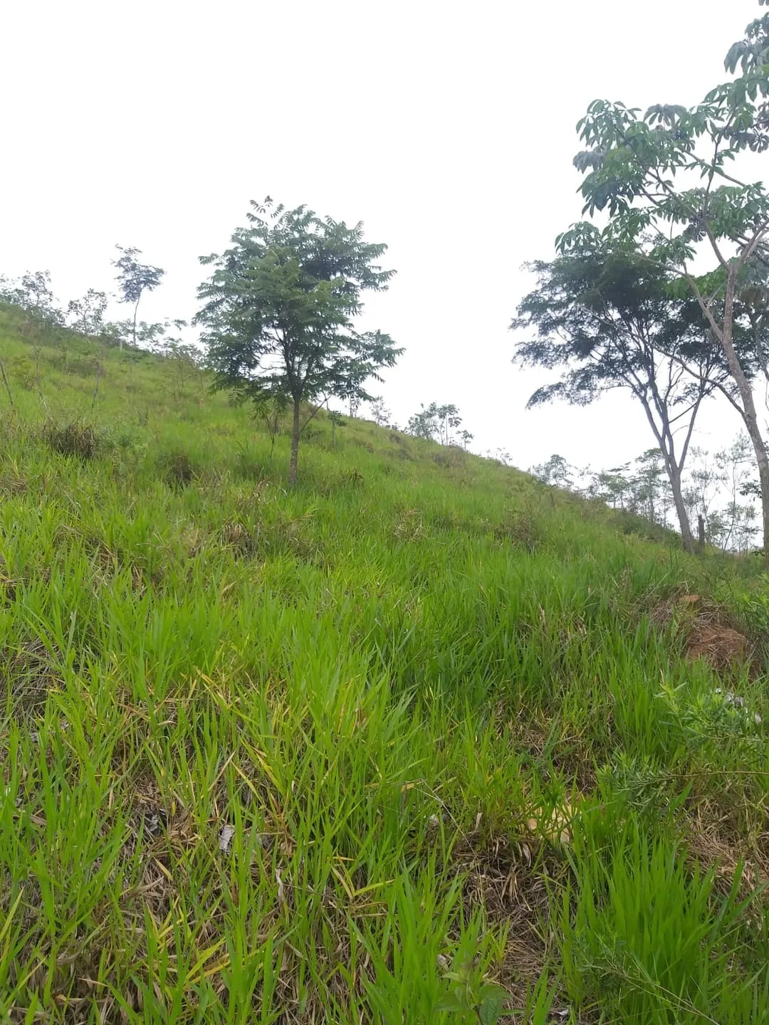 Imagem Chácara à venda 2 Quartos, 6 Vagas, 6000M², Borba, Pindamonhangaba - SP