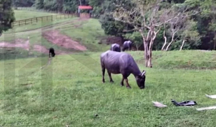 Imagem CASAL IMÓVEIS VENDE FAZENDA DE BUFALOS COM 300 ALQUEIRES
