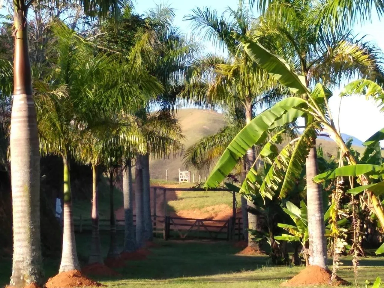 Imagem FAZENDA COMPLETA E ESTRUTURADA PARA PECUÁRIA - 105,5 ALQUEIRES