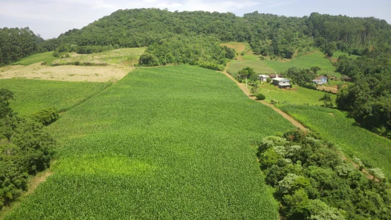 Imagem Área Agrícola para Venda em Concórdia, Rural