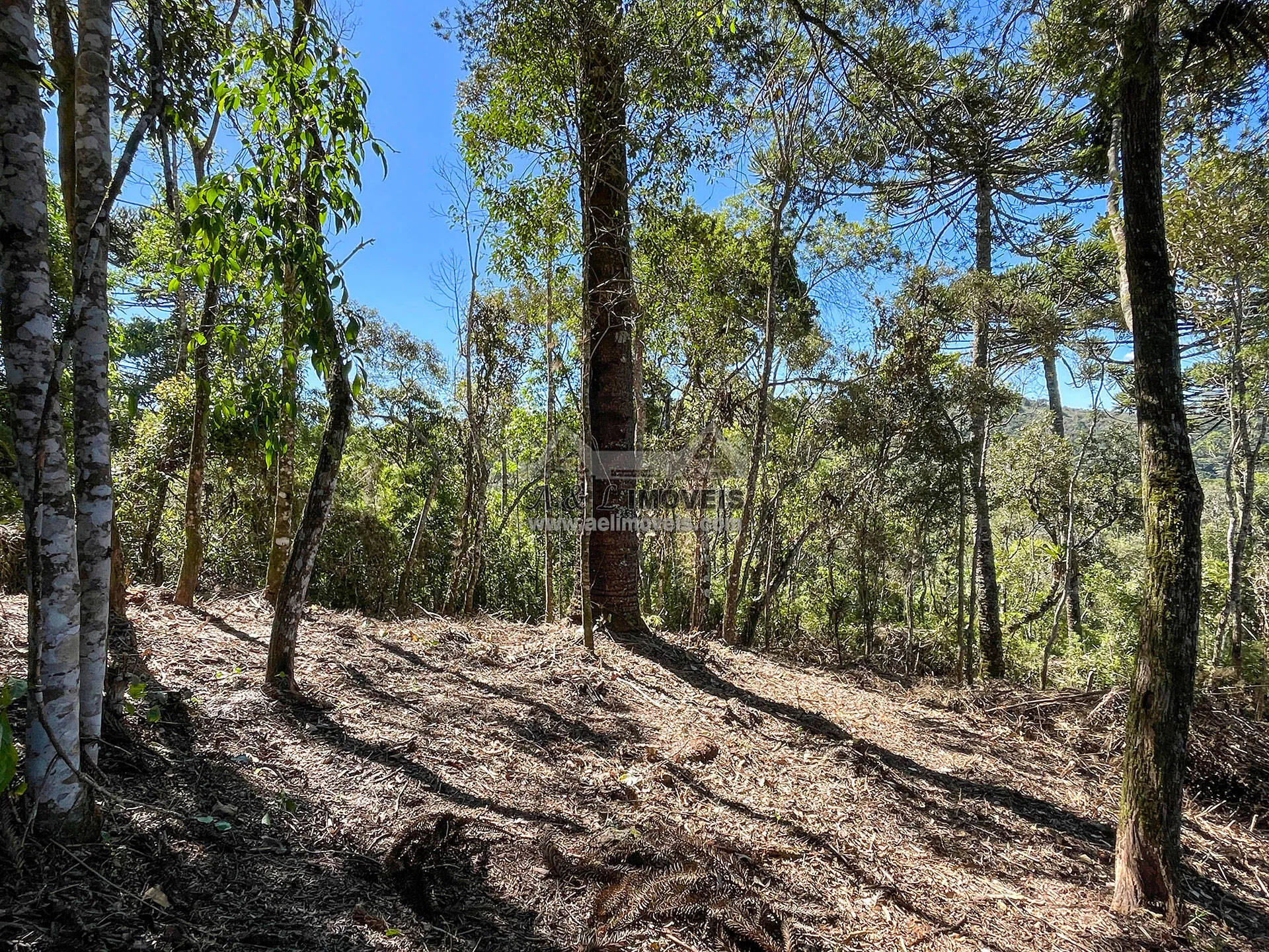 Imagem Terreno à venda em Campos do Jordão - Excelente opção para investimento