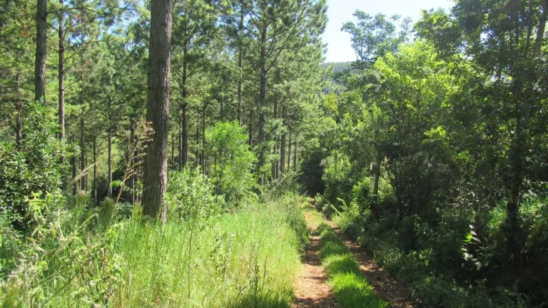 Imagem Área Agrícola para Venda em Jaborá, Rural
