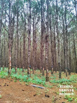 Imagem EXCELENTE FAZENDA COM PINUS A VENDA NA REGIÃO DE ITAPETININGA-SP