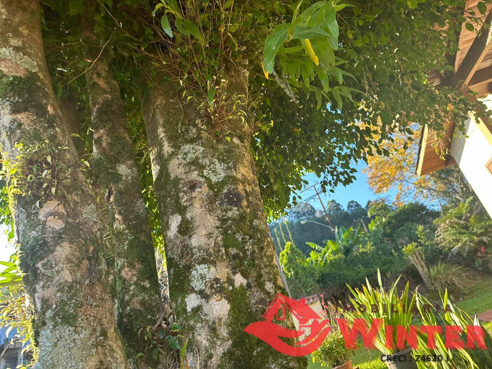 Imagem 10 hectares com Casa na Linha Nova!