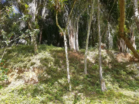Imagem Sitio com 6 alqueires Tapiraí