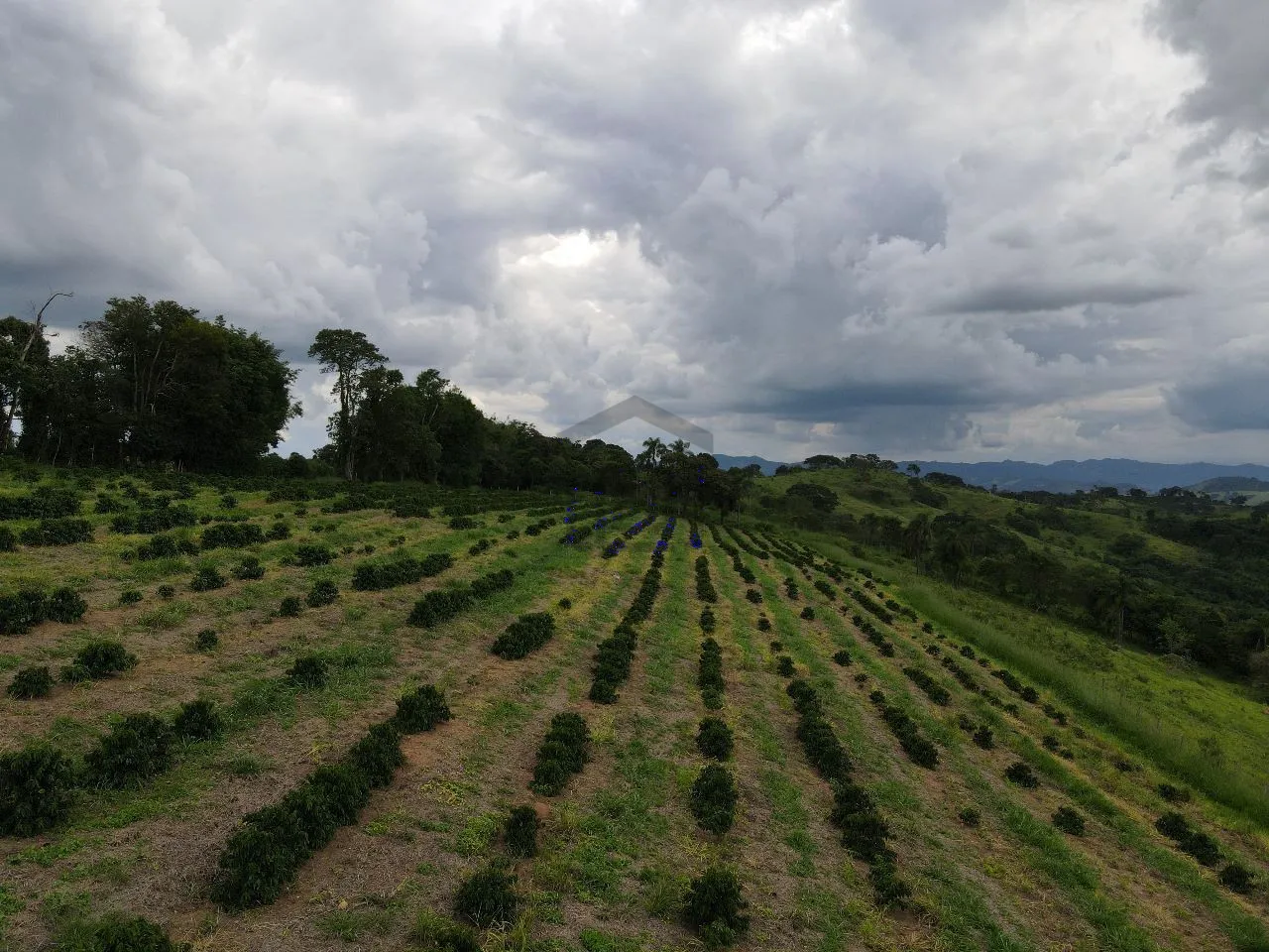 Imagem Fazenda 48 m² à venda em Roseira, Bandeira do Sul