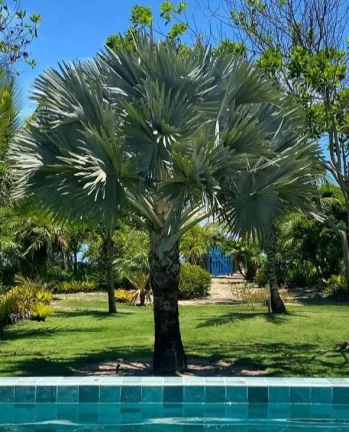 Imagem BLUE HOUSE - PONTA DA BALEIA