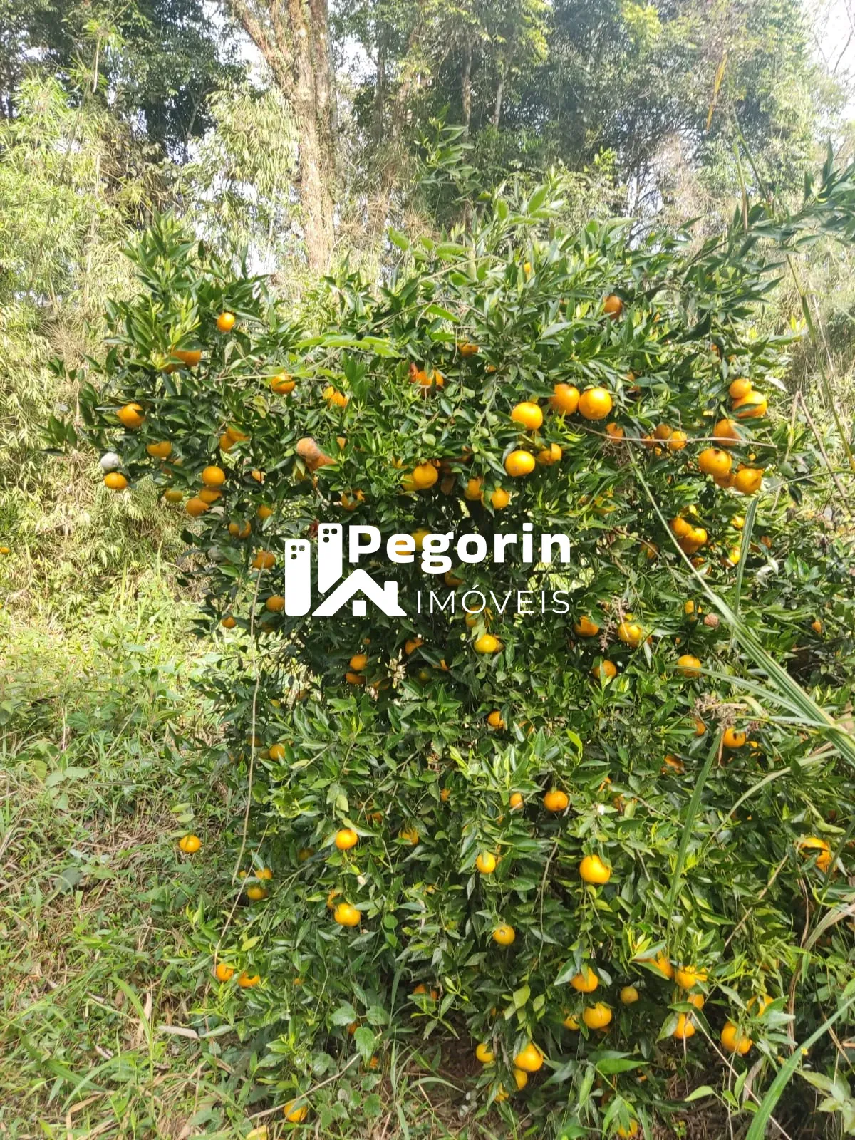 Imagem CHÁCARA EM CAMPO MAGRO 51.000M²