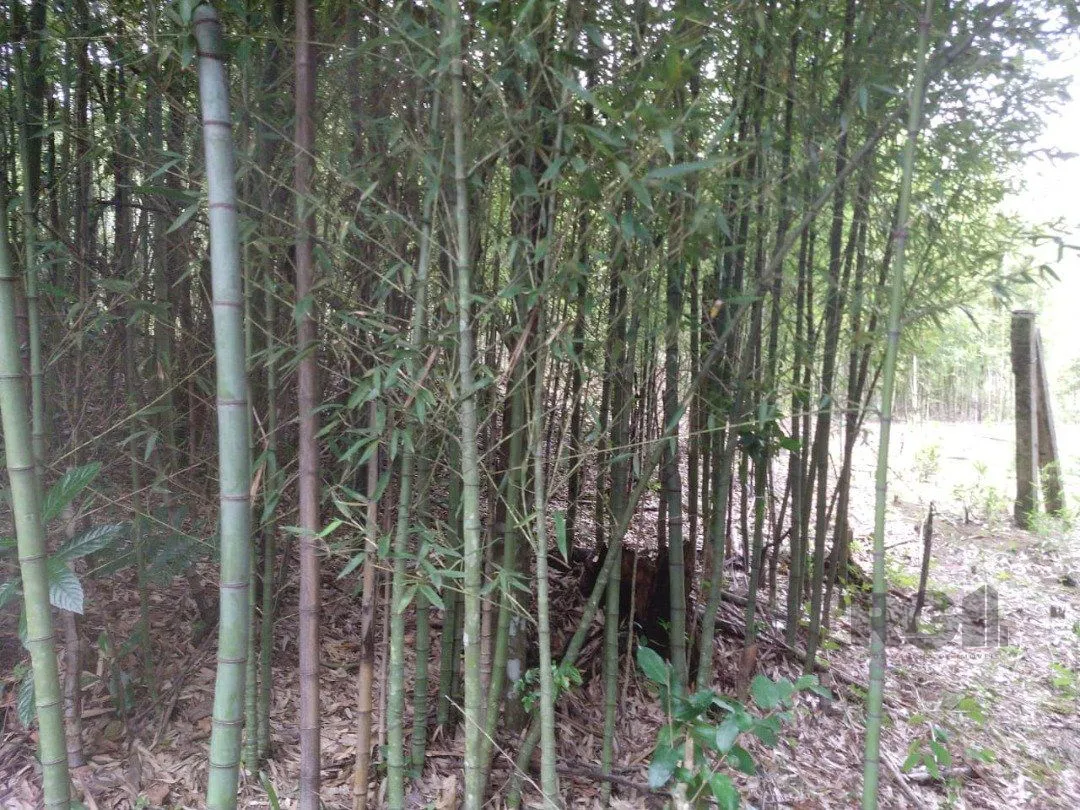 Imagem Area 6,69ha | Bairro Belem Velho