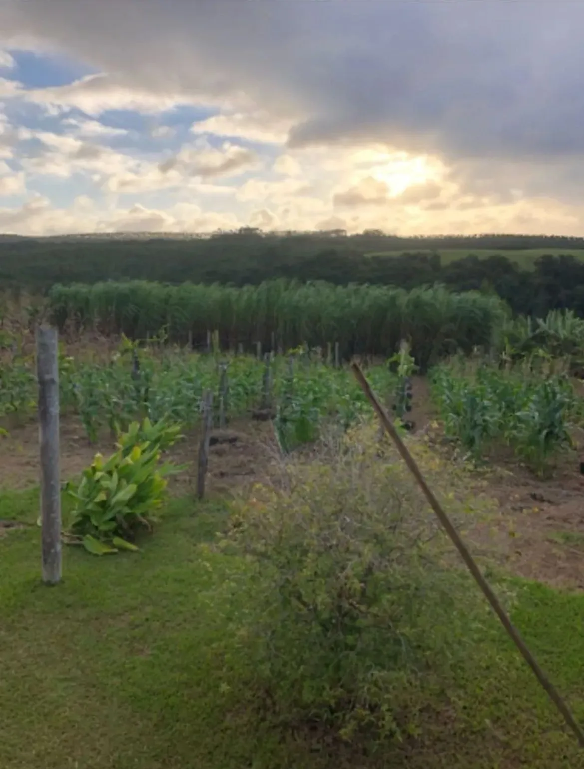 Imagem Propriedade incrível à venda em São Miguel Arcanjo - Potencial Produtivo e Lazer em Meio à Natureza