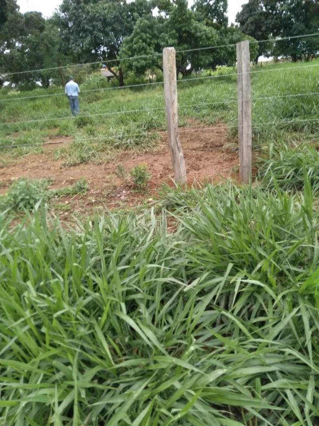 Imagem FAZENDA À VENDA - MORRO DA GARÇA / CORINTO (MG) 113 hectares de terra