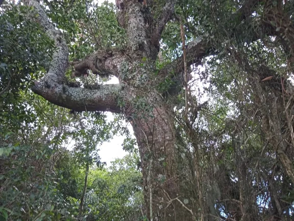 Imagem INVESTIDORES !!! - Excelente área de 2 Hectares, em Águas Claras, Viamão