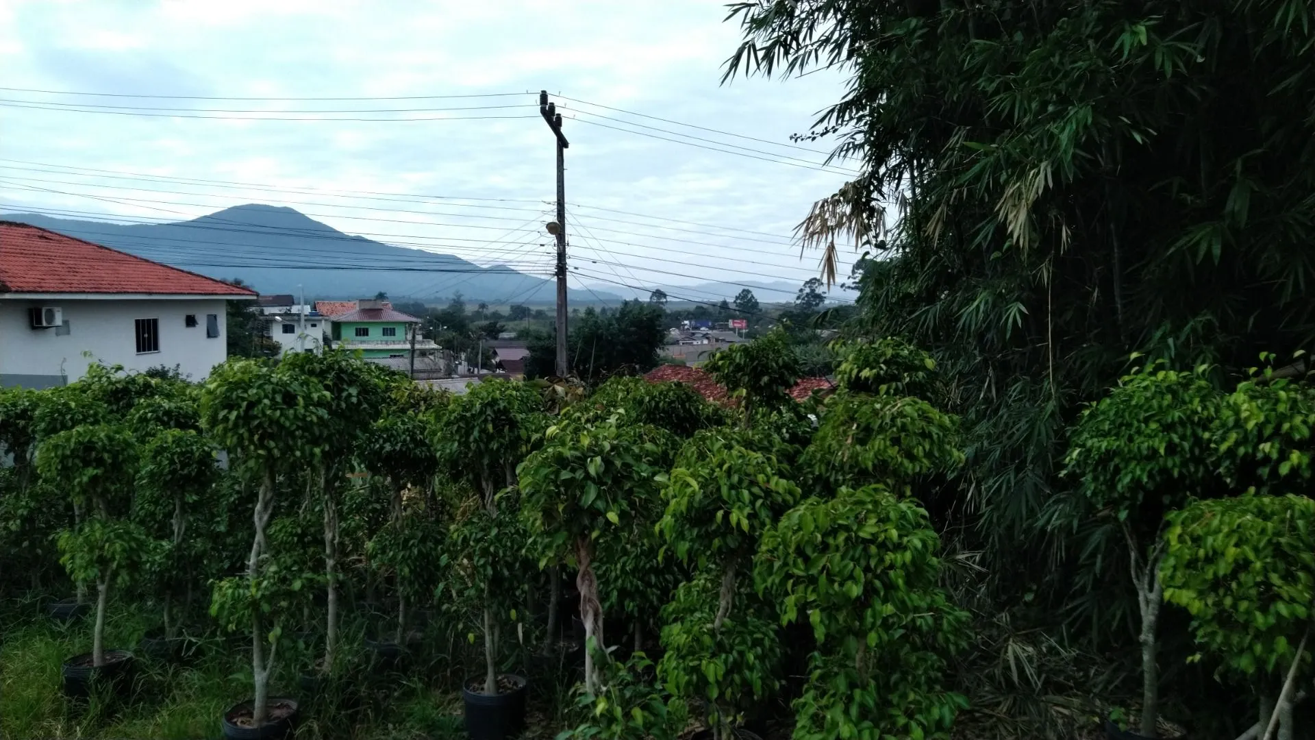 Imagem Sítio à venda com , 26.000m² em Tijuquinhas (Guaporanga) Biguaçu